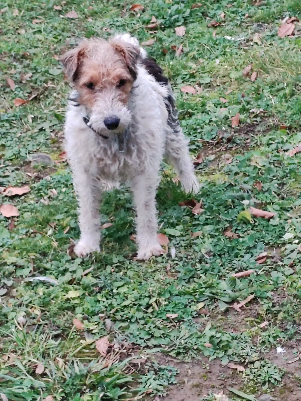 Femelă Foxterier cu păr sârmos 