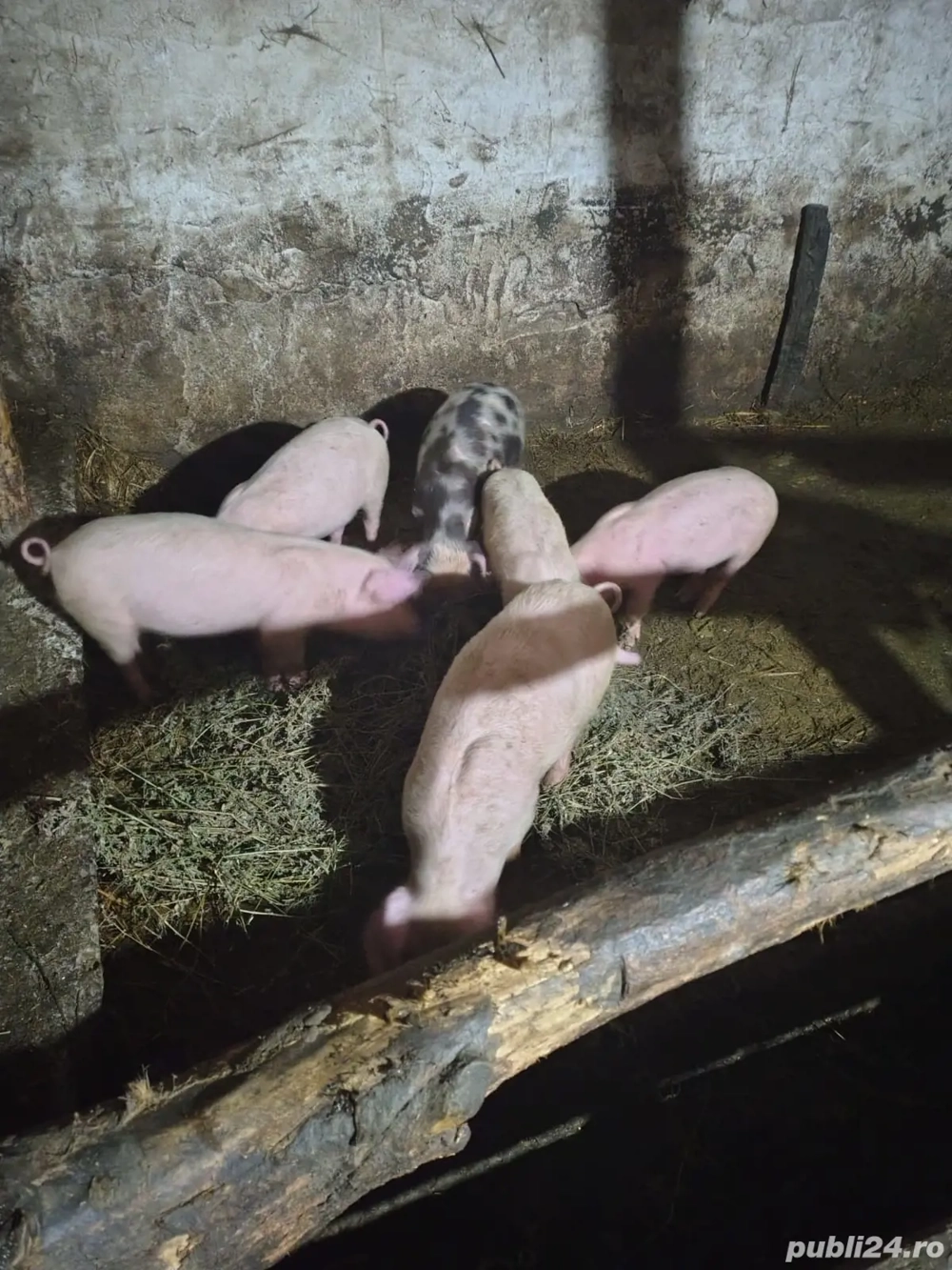 Purcei de vânzare 