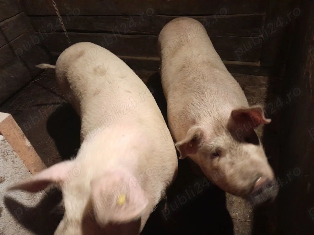 Porci crescut natural! 