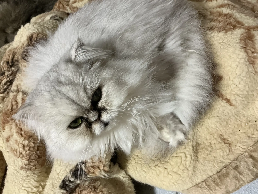 Pisică persană silver shaded