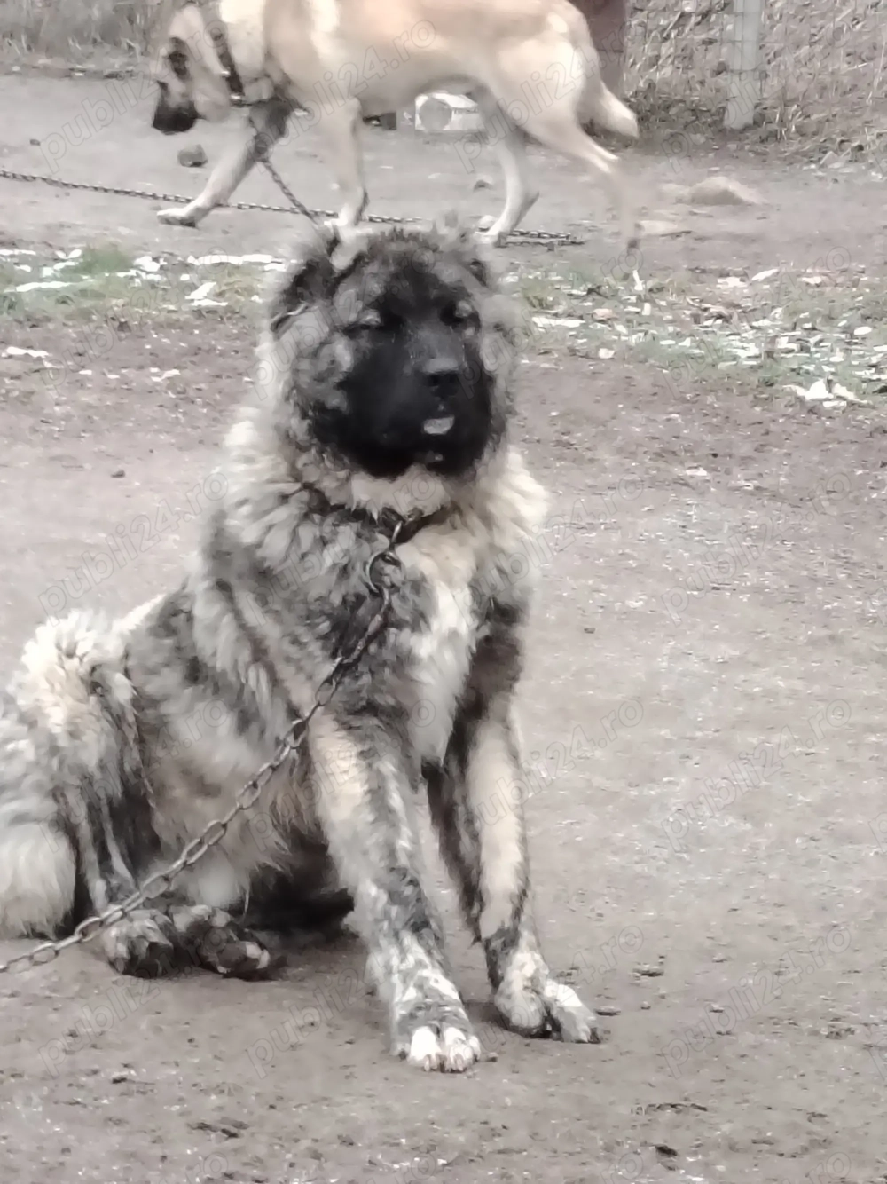 Mascul Ciobanesc caucazian 