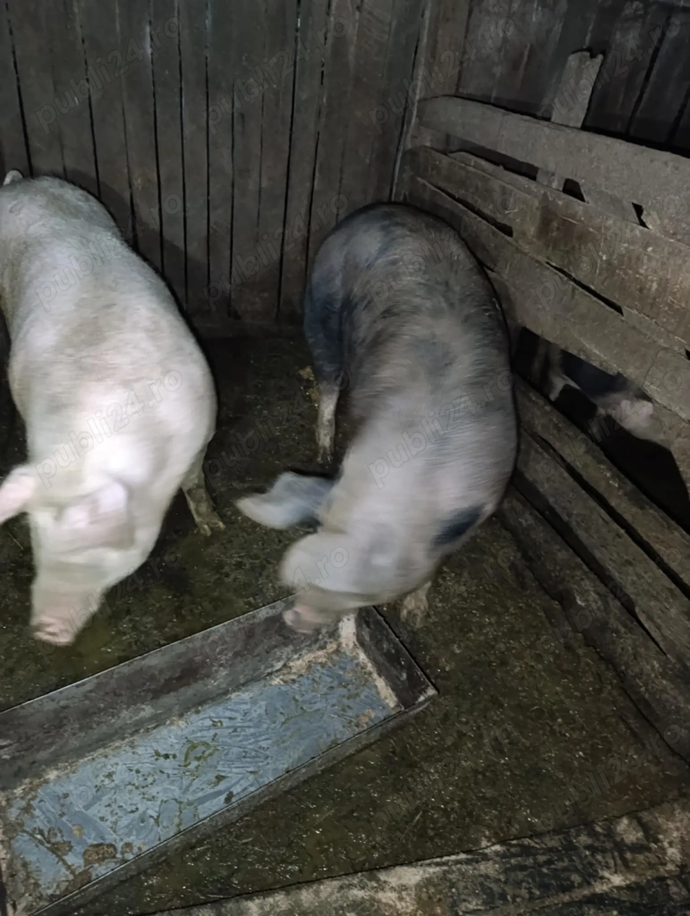 Porci de vanzarepentru sacrificat