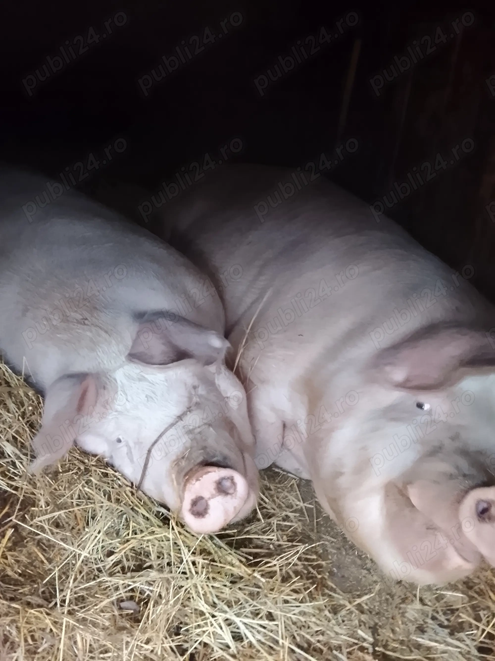 Vindem două grăsune preț 13 lei kilogramul telefon  