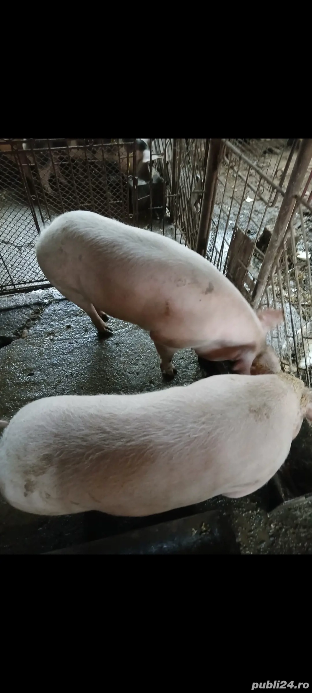 vand porci pt sacrificat