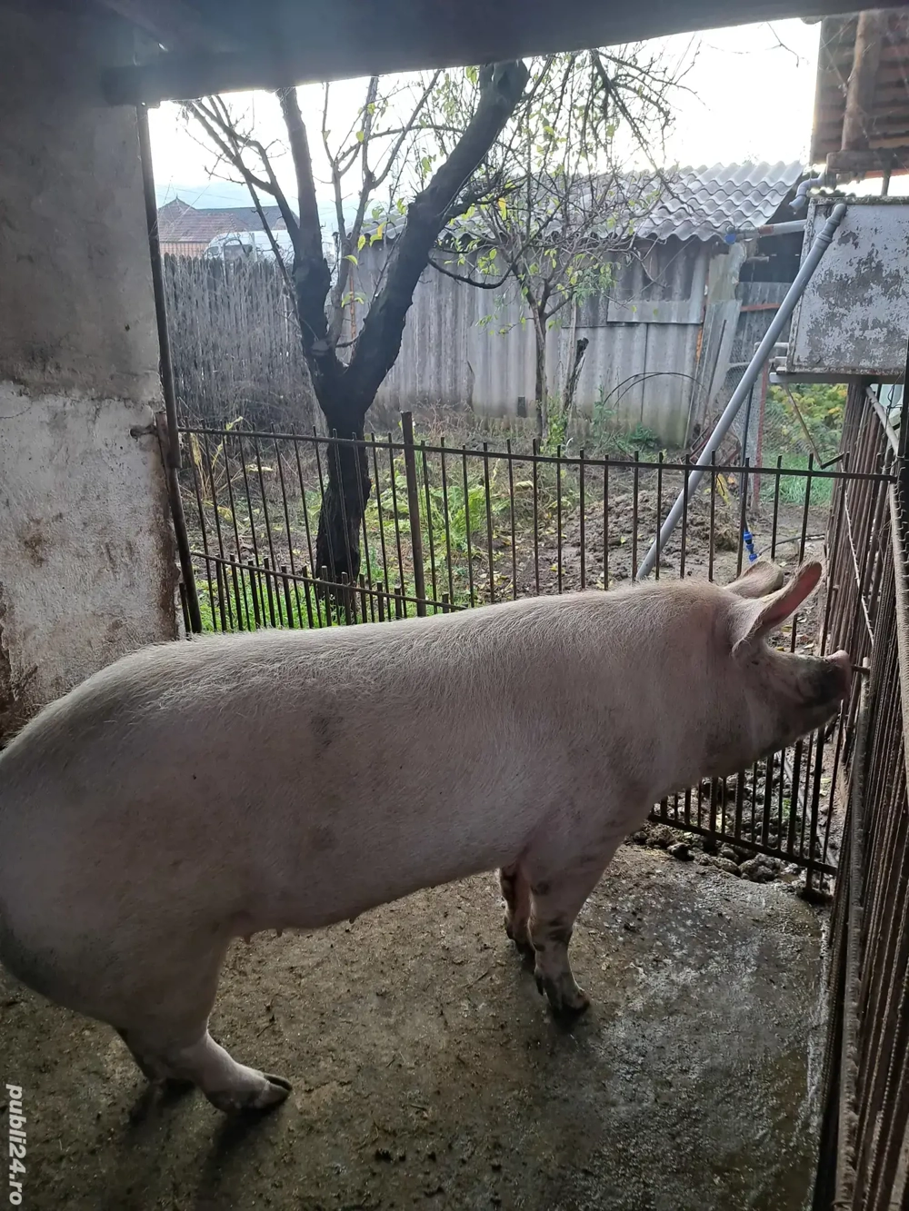 Vând porc si purcei