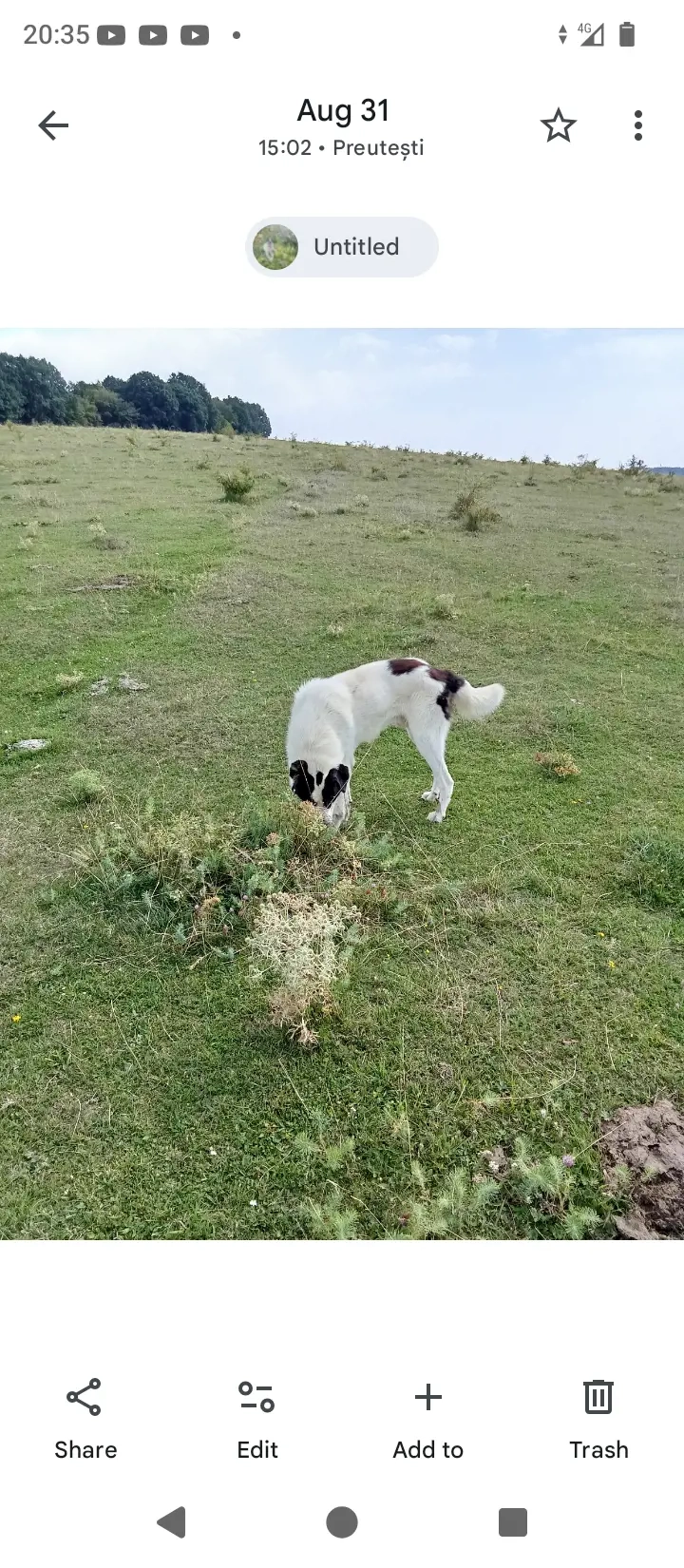 caine ciobanesc bucuvina are 2 ani jumate si imi place nult sa omkare oameni ii bun tare cainele 