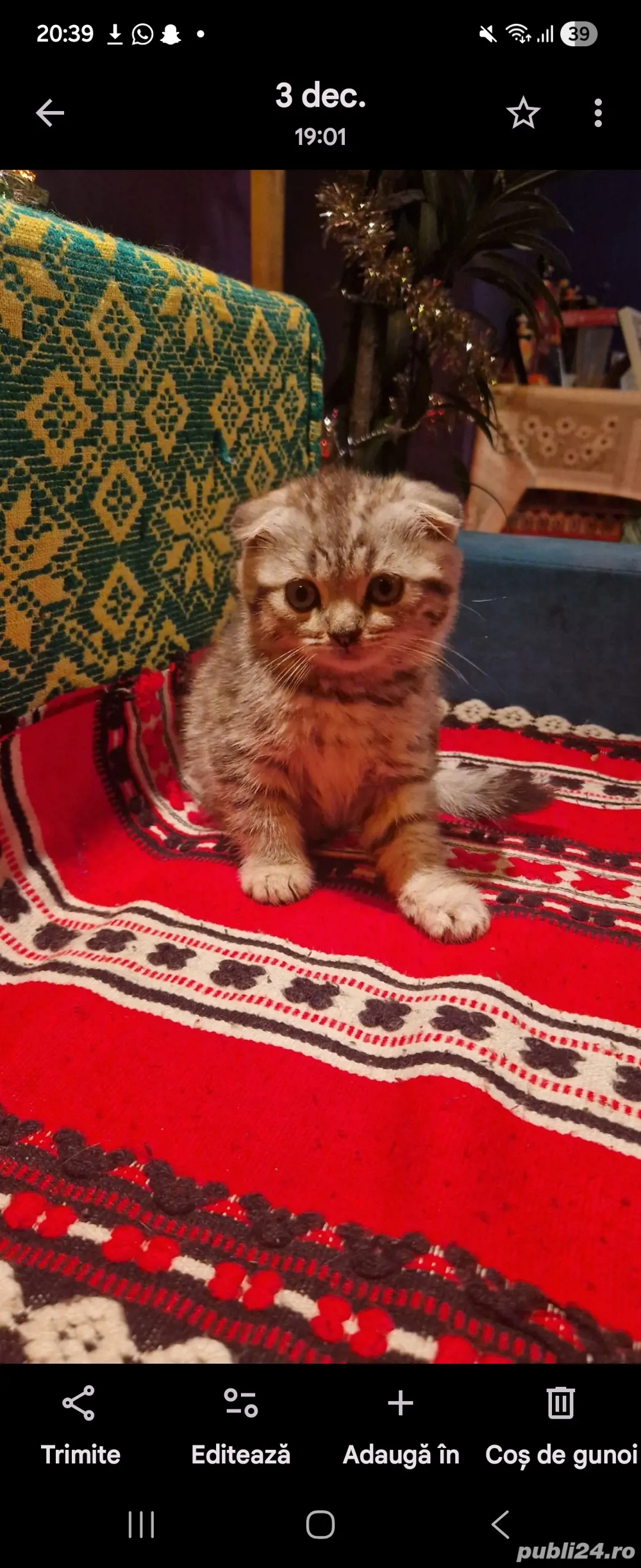 scottish Fold tigrat 