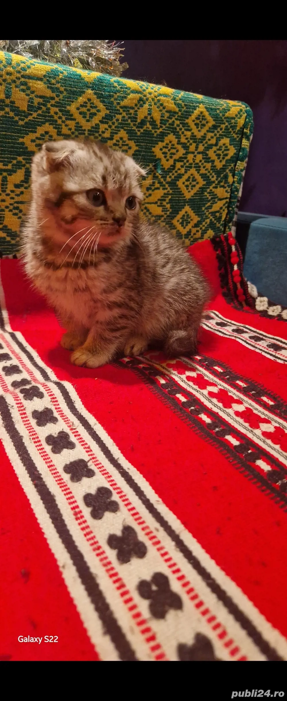 ofertă scottish Fold tigrat 