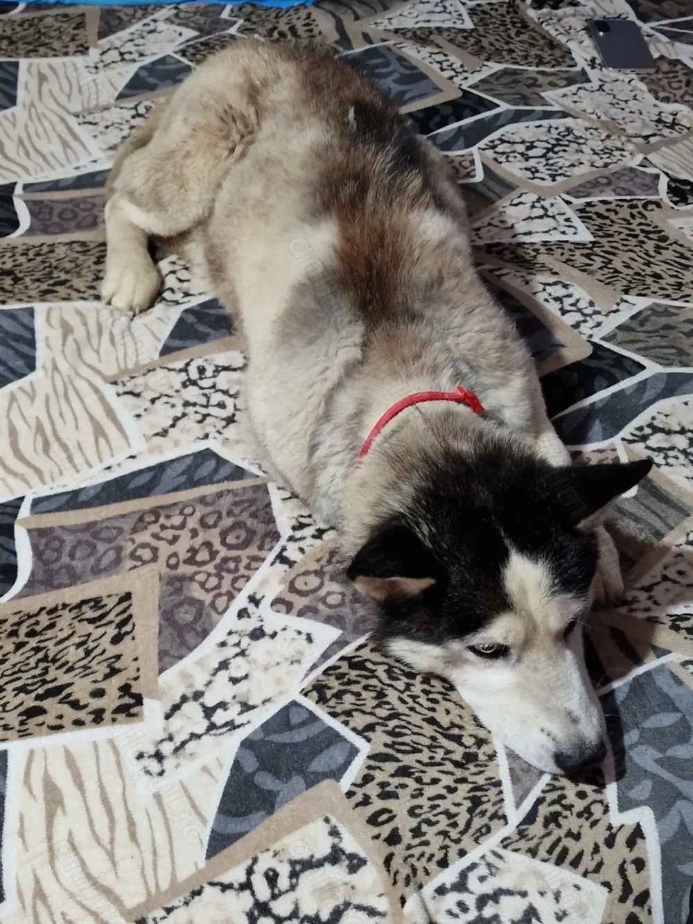 Donez husky siberian