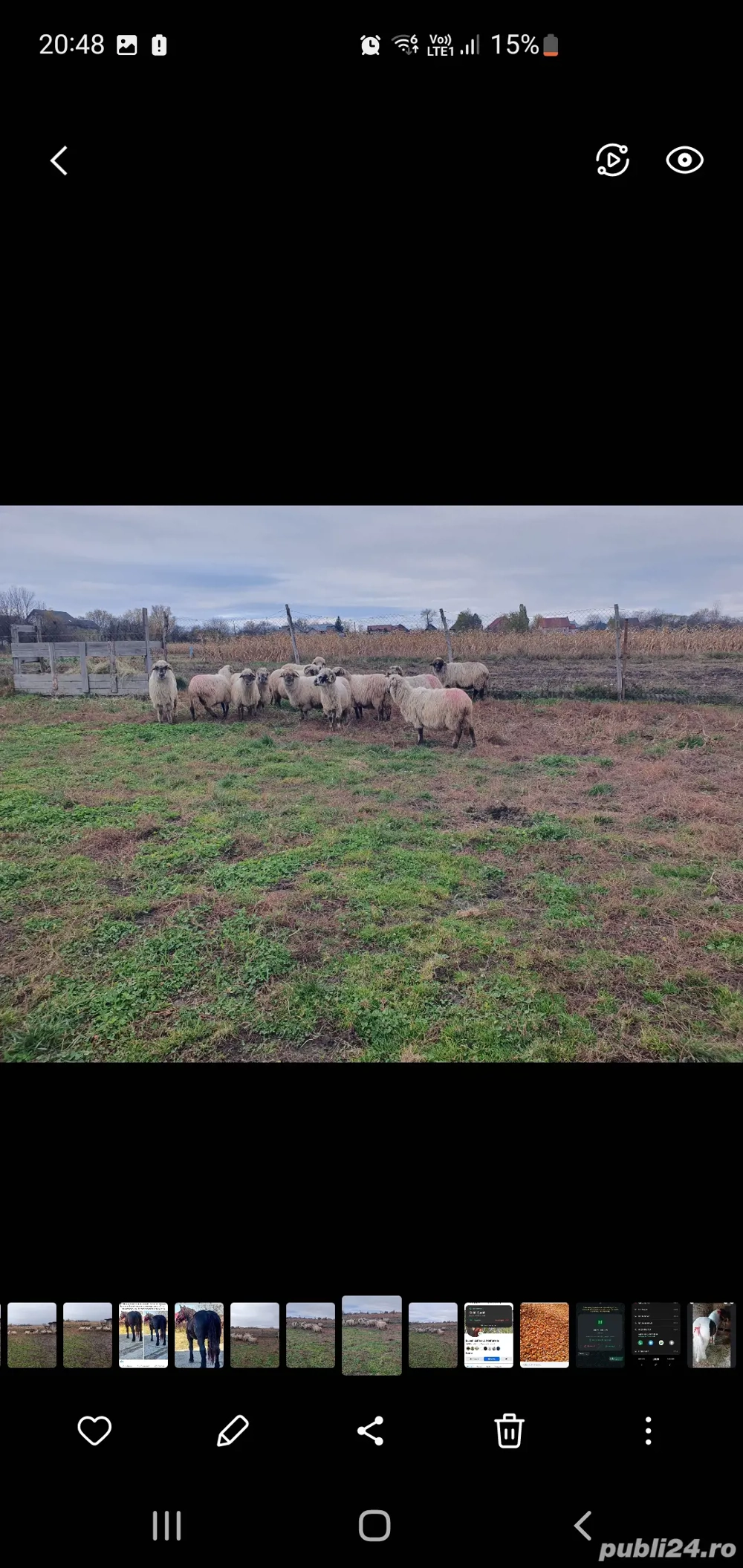 oii gestante de vanzare 