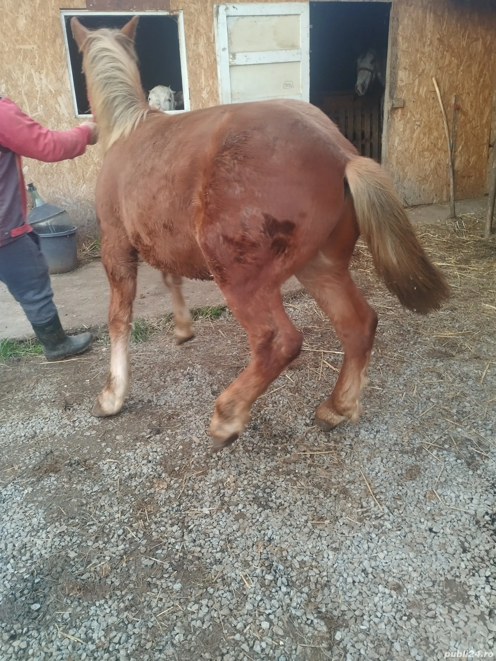 vând mânz de 7 luni mai multe detalii la telefon  