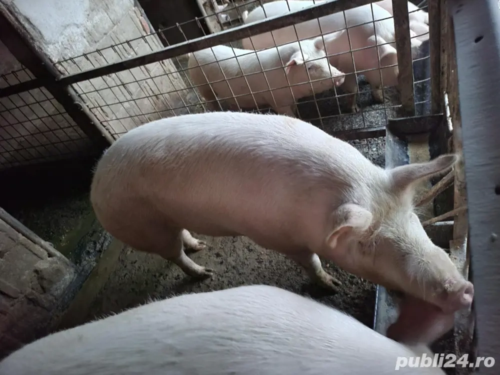 Porci de vânzare 