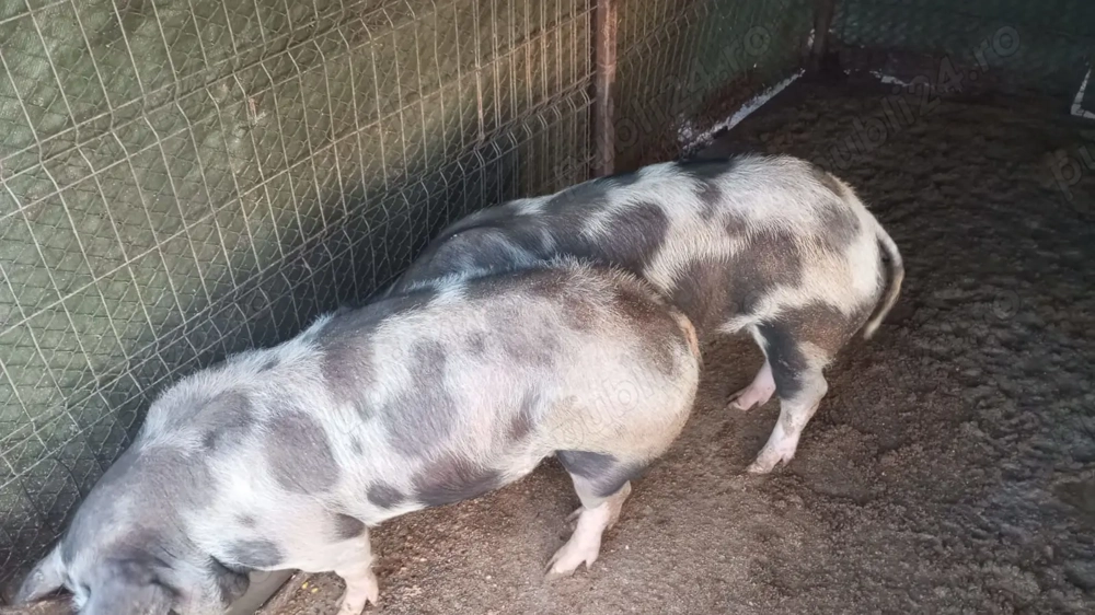 Porci de vânzare....