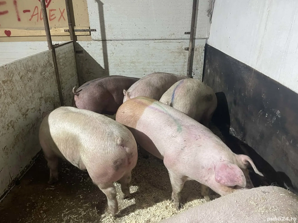 Rasă mixtă (carne sunca)