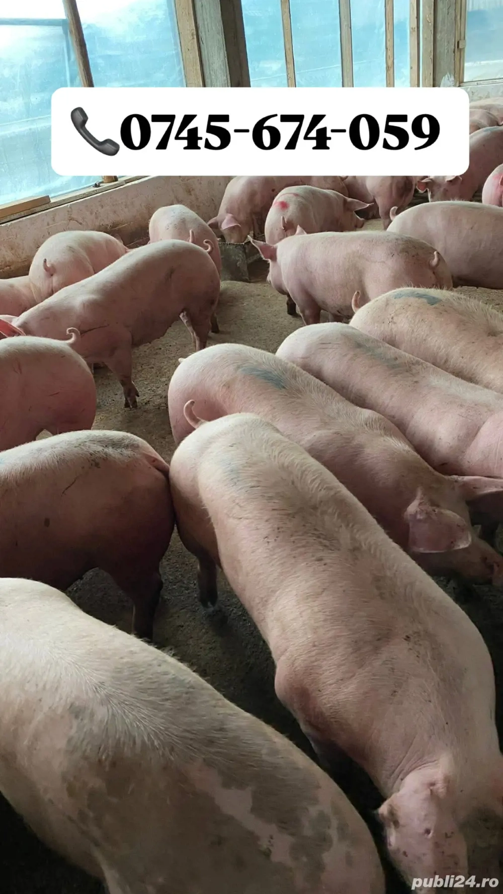 Porci de Rasă carne