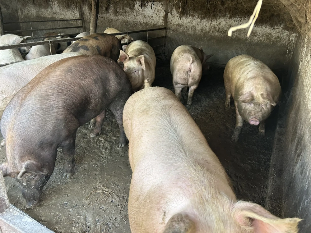Porci de vânzare .., 