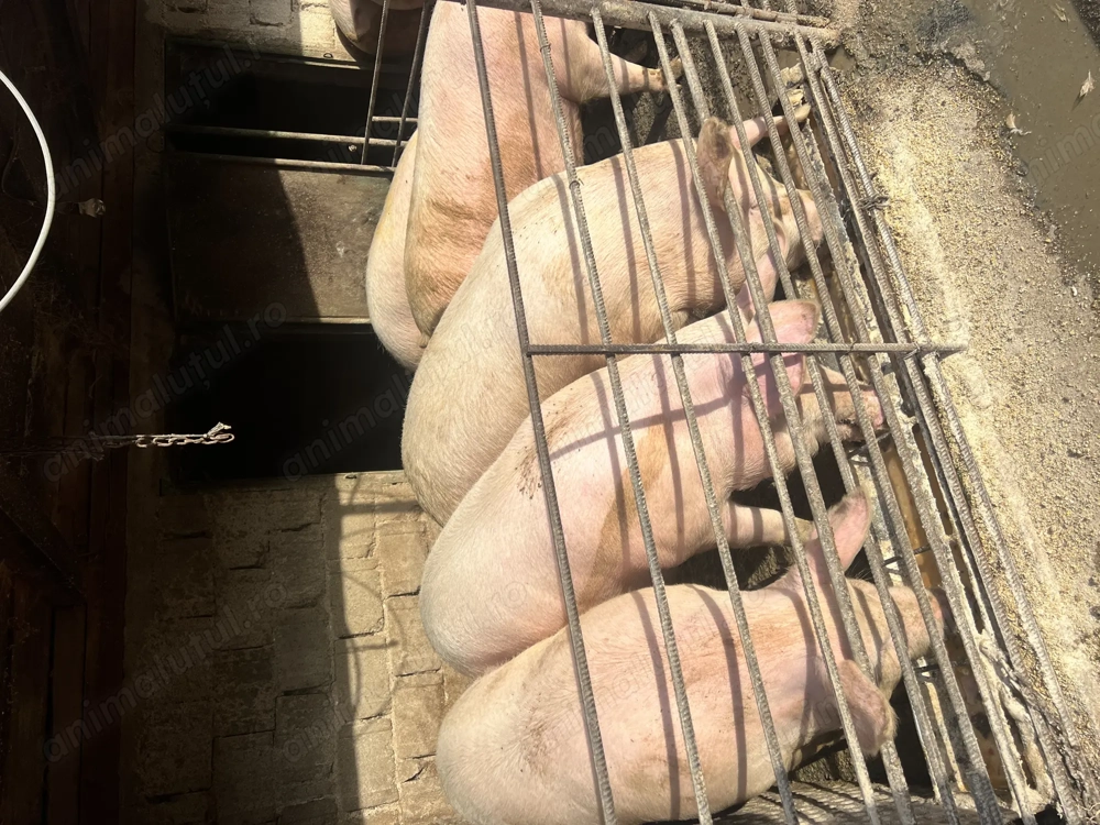 Vând porc de carne ! Landras ! 1 disponibil ! 