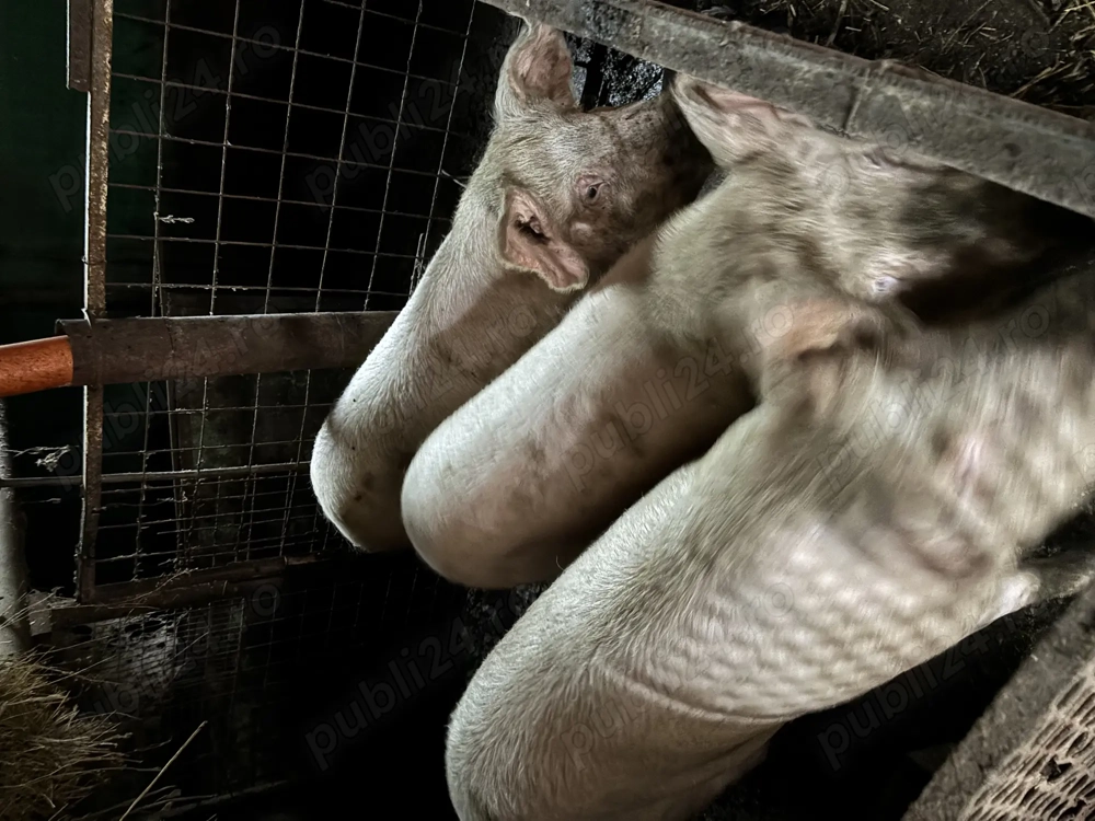 Porci de vanzare de diferite marimi