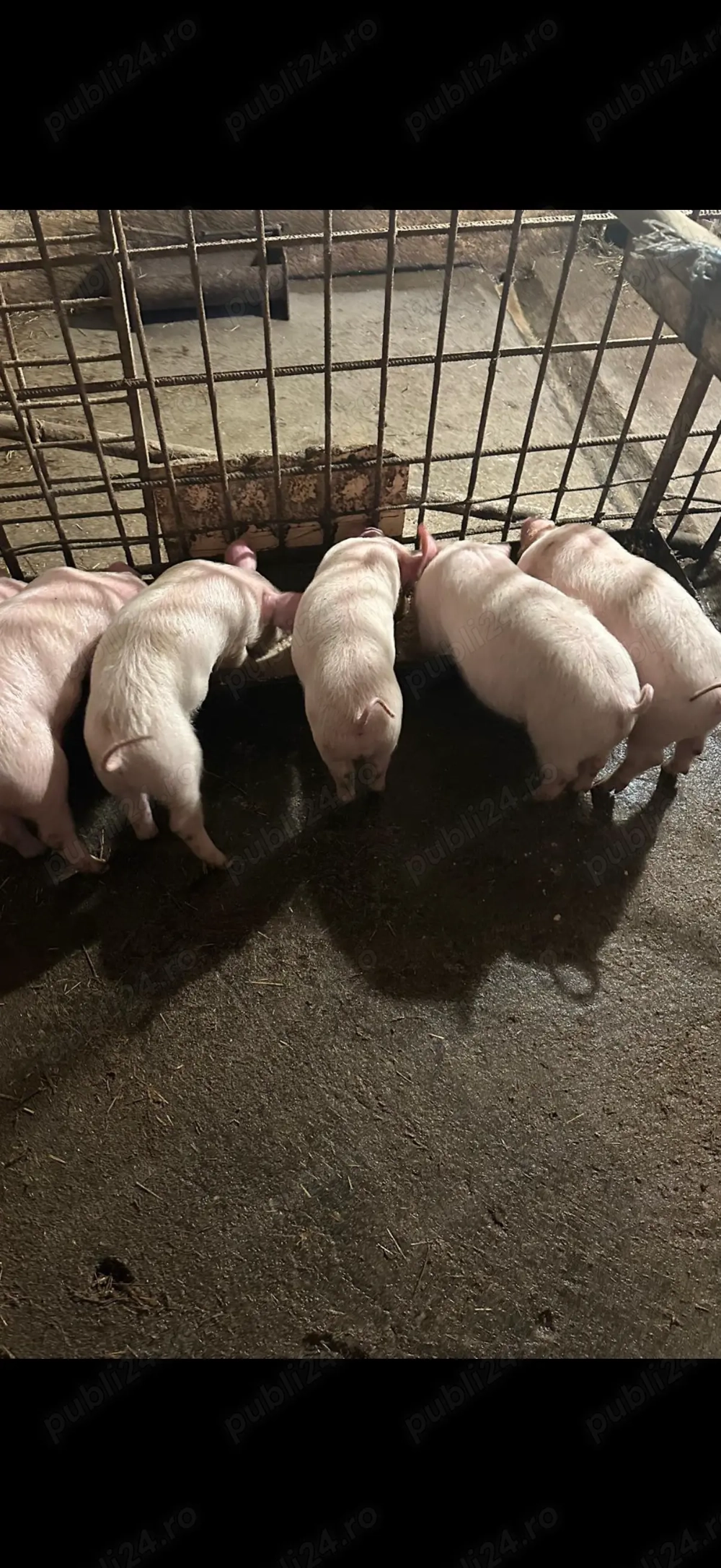  Vând purcei Marele Alb