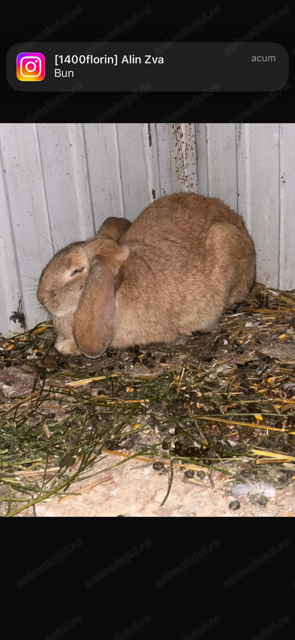 de vanzare iepurii  mai multe detalii în PV 