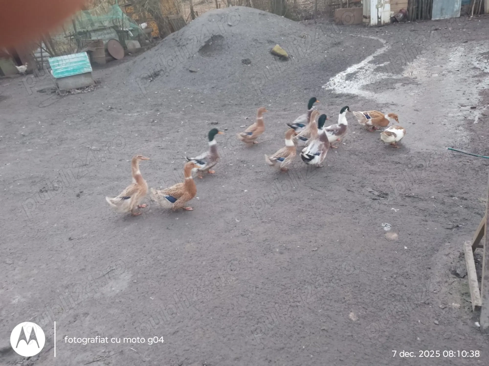 Rațe de casă de vânzare 