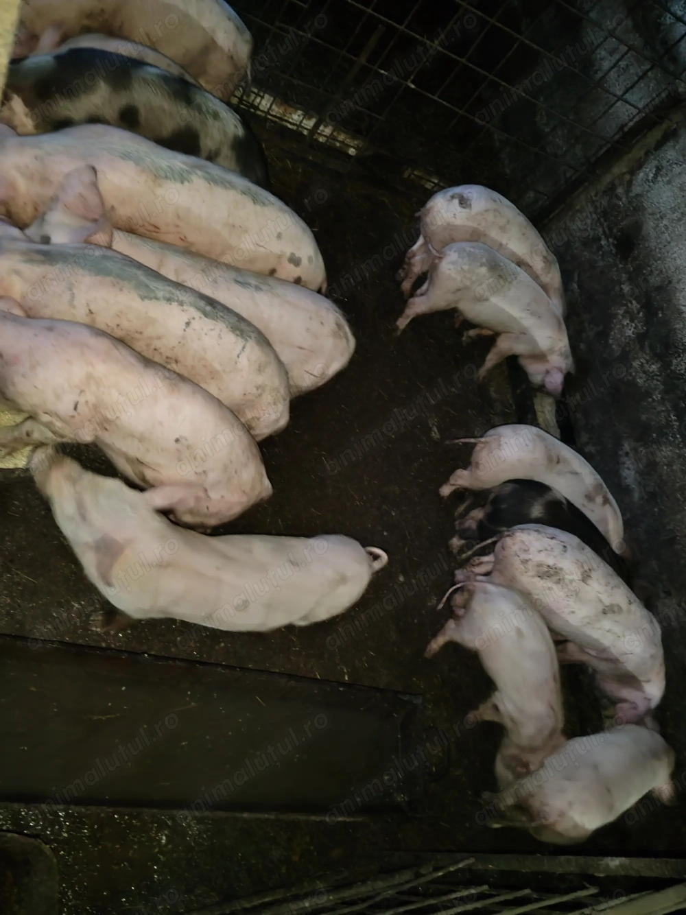 Purcei de vânzare 