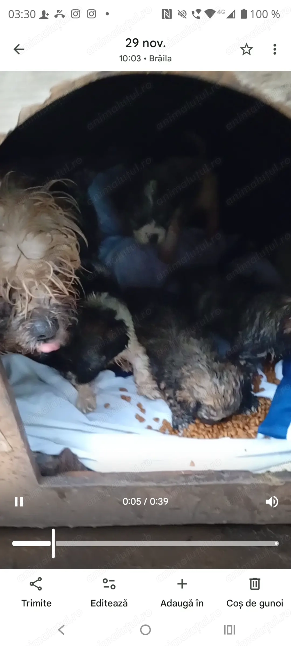 Cățeluși bichoni havanezi 