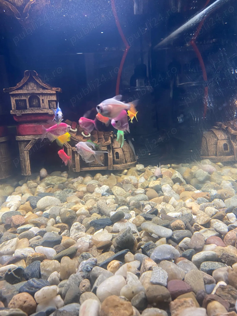 Se donează doar pesti