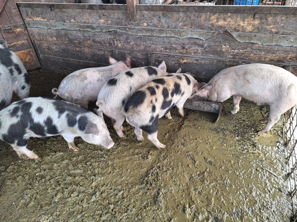 Vand 6 buc Soldani de 4 luni