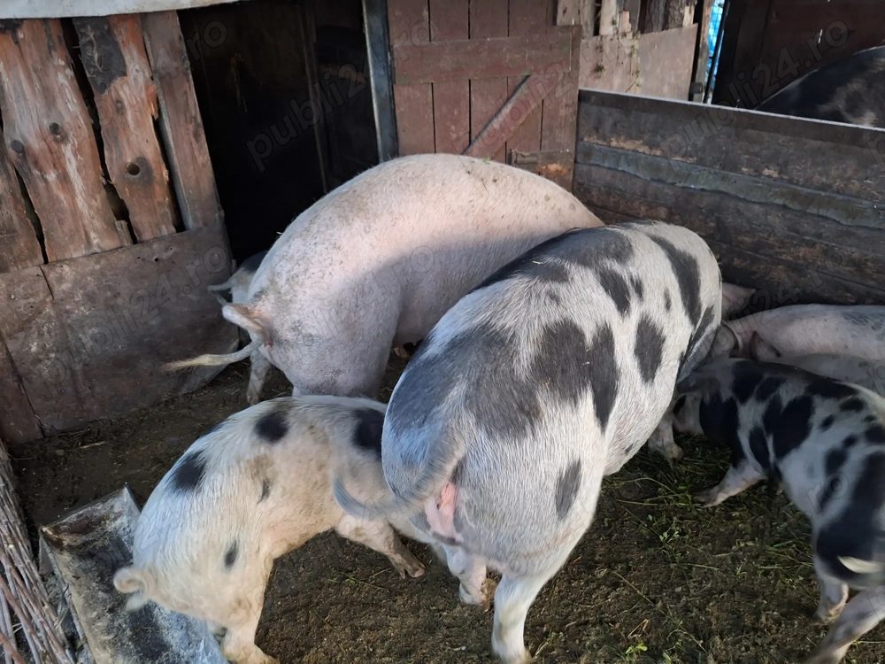 De vanzare o scroafa tanara pentru sacrificat.
