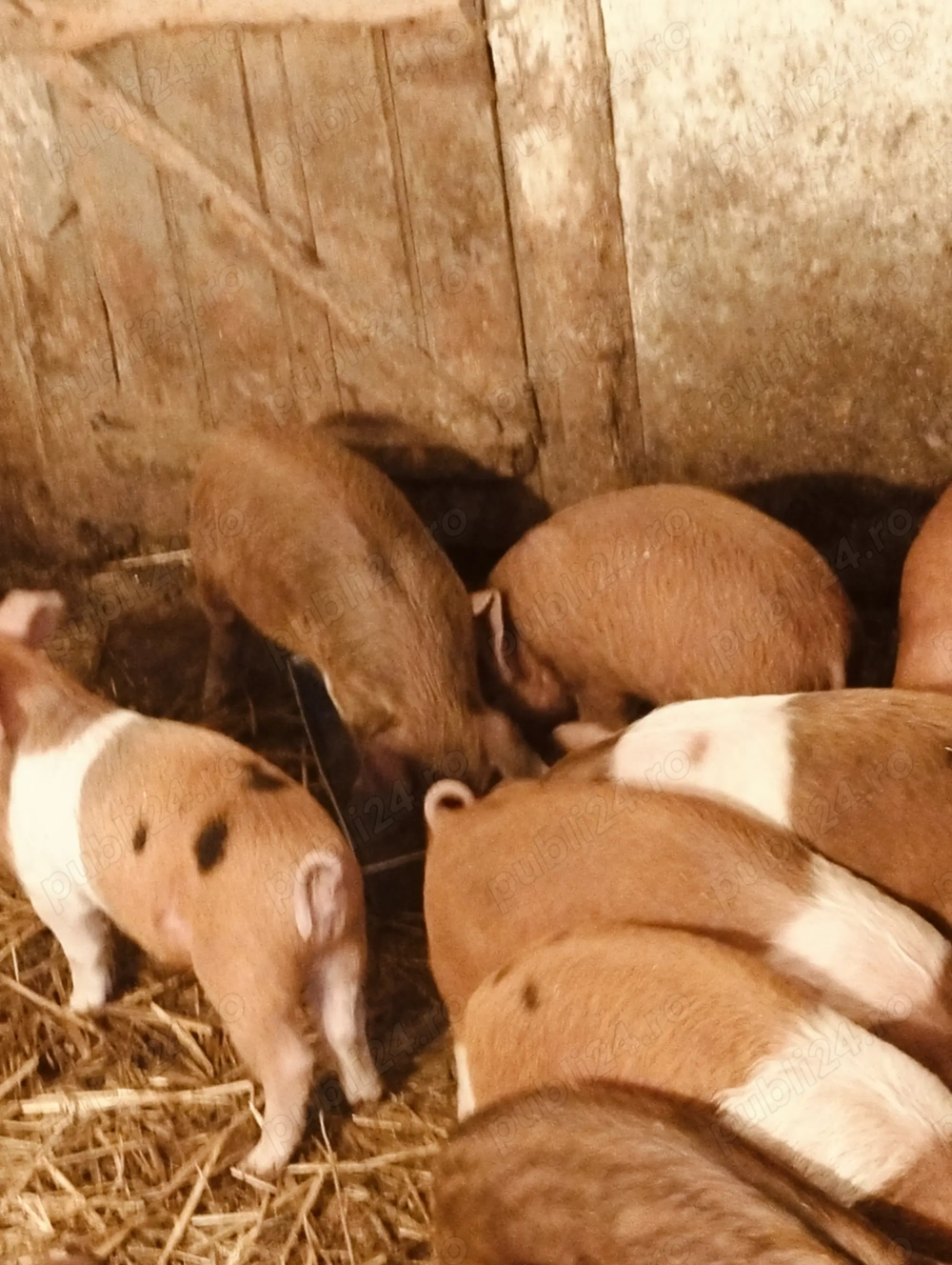 Purcei de 7 săptămâni, intarcati 