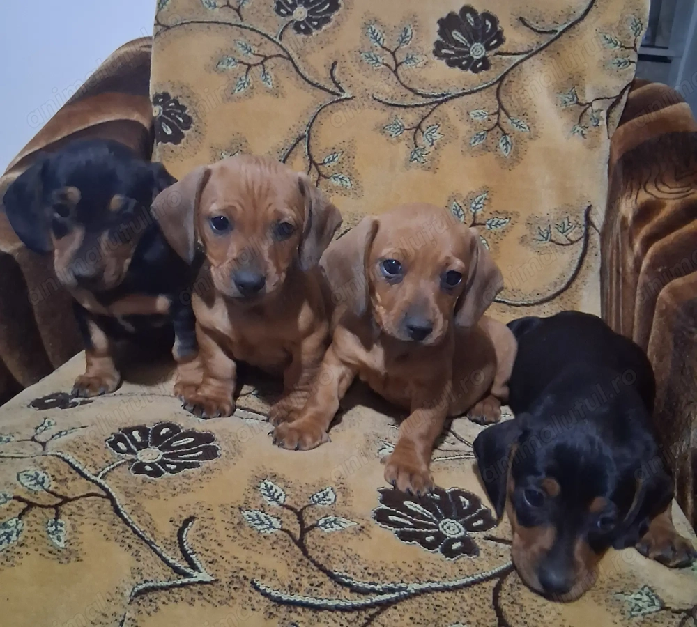  Teckel - Dorim sa fim prietenul tău adevărat!!  