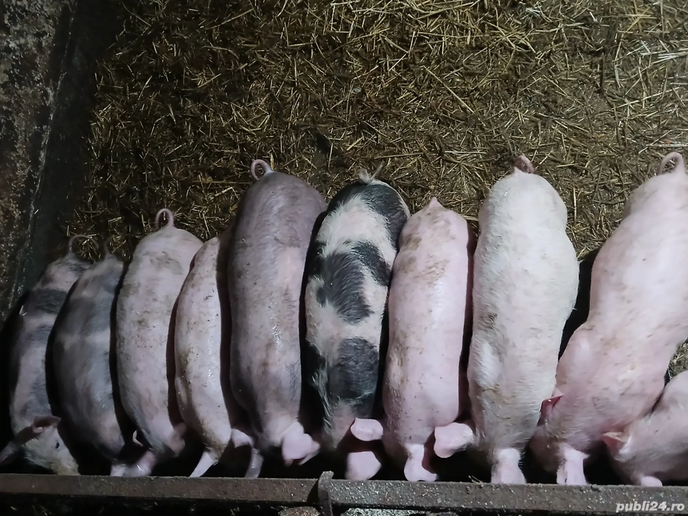 suldei de 3 luni poci 