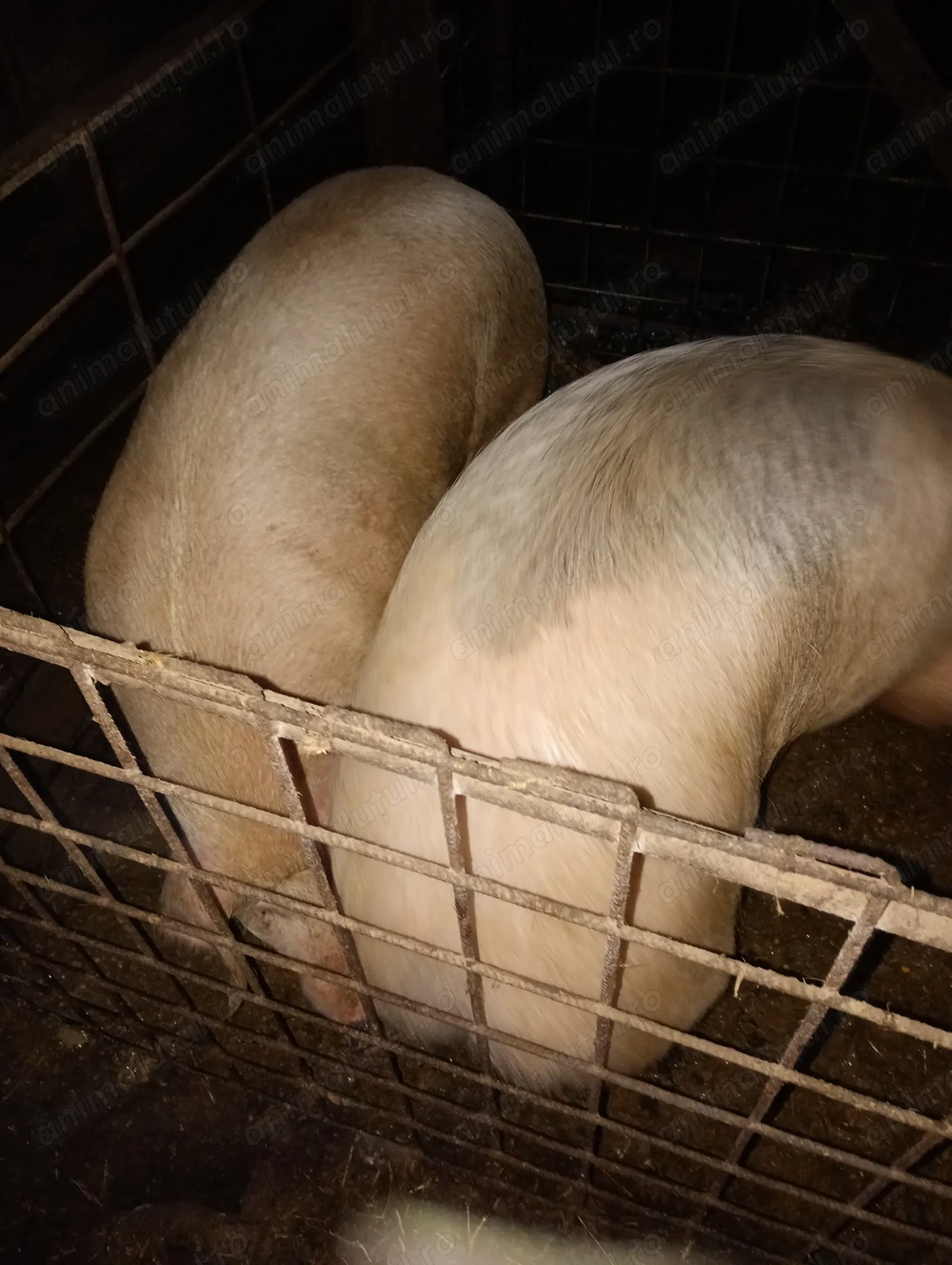 Vand  2 porci 15 lei kg