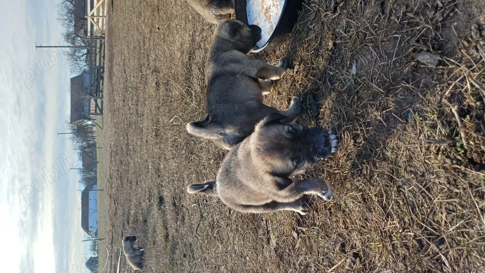 Vand Kangali originali, rasa pura