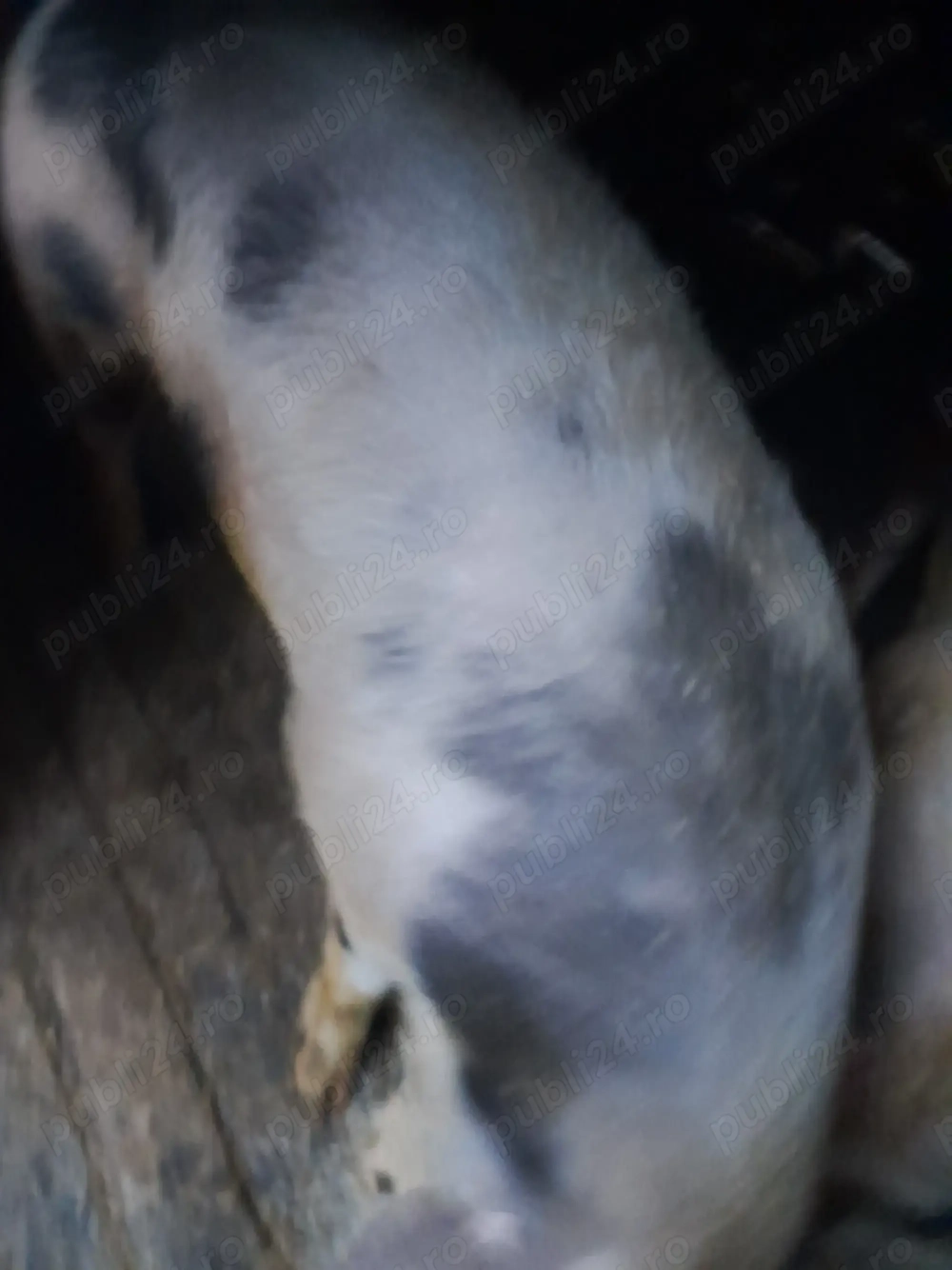 Vând porci crescuți în gospodărie 