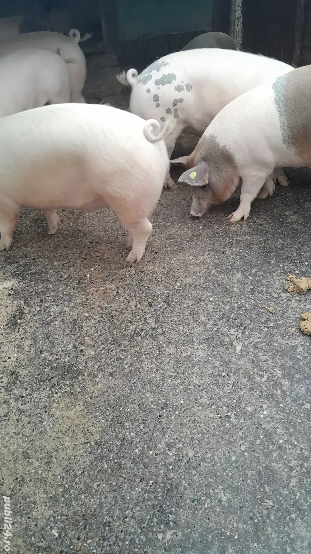 Vând porci de carne 110- 140kg