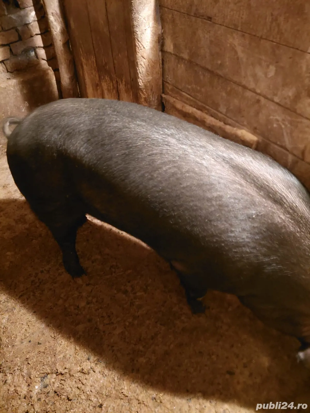 Porc de vânzare pret negociabil detalii la telefon 