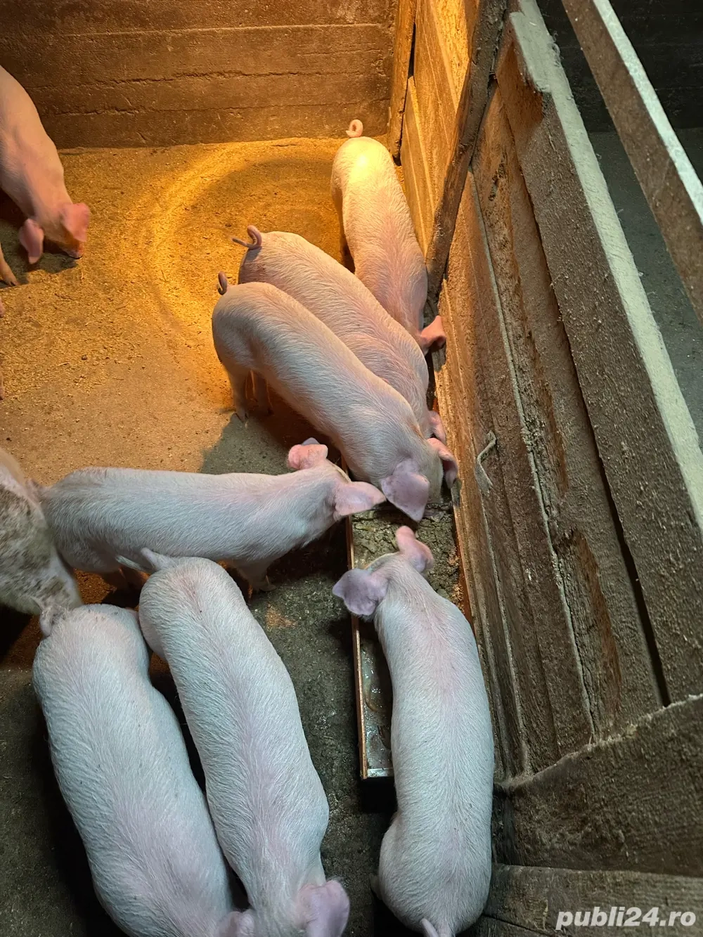 vand pucei de 8 saptamani 