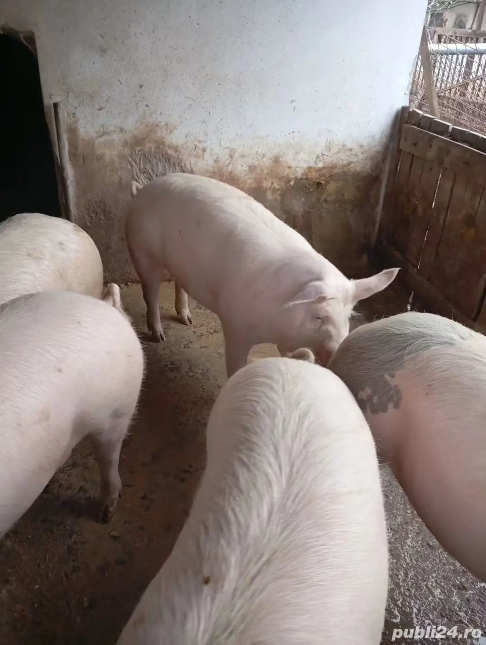 vând porci pentru sacrificare 120-140 kg