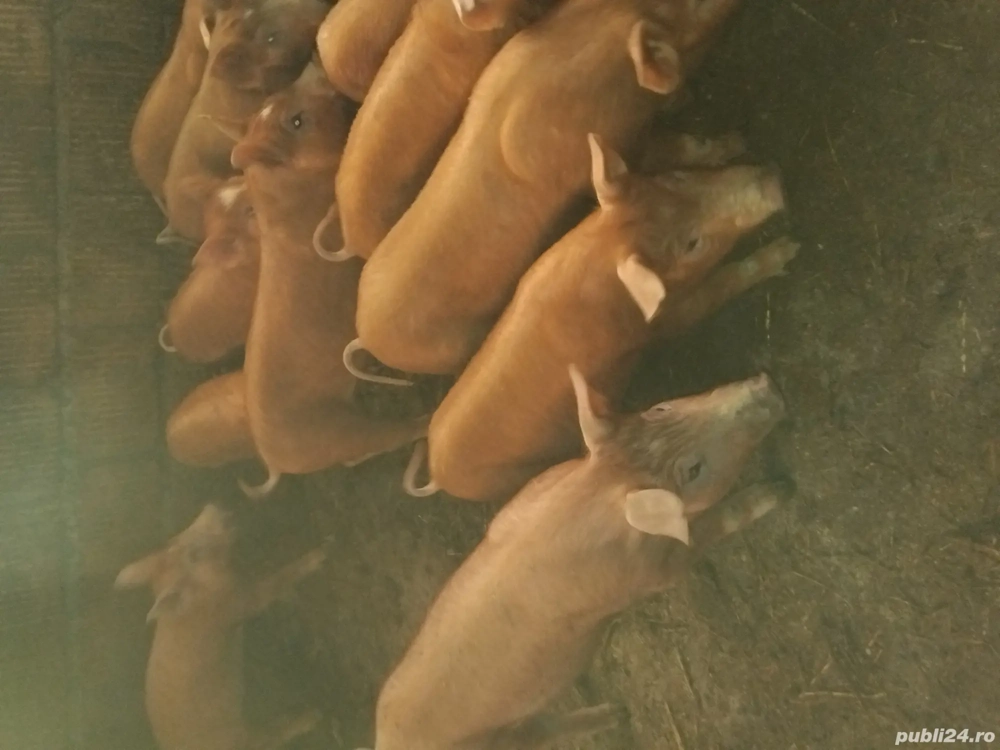 vand purcei si soldani