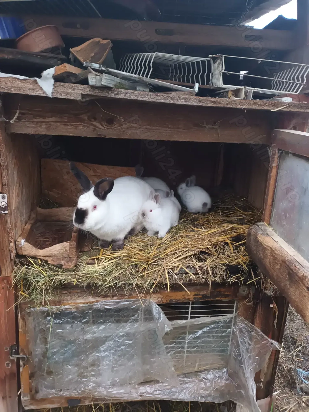 Iepuri rasa californian 