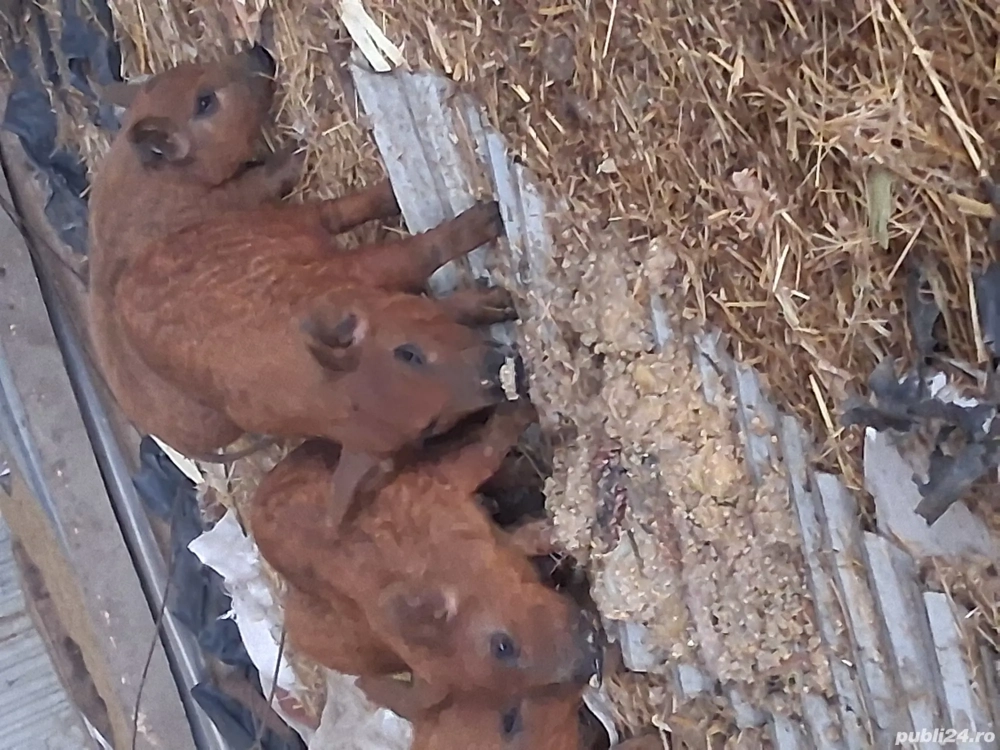 Purcei mangalița roșu 