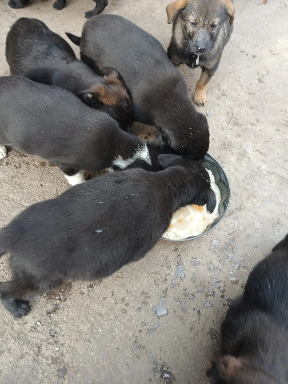 Ofer spre adopție 7  puiuți 