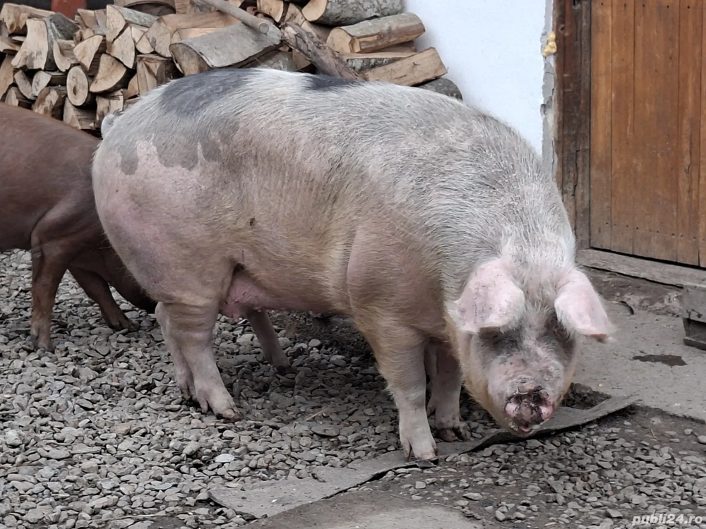 Vand Porc in jur la 280kg