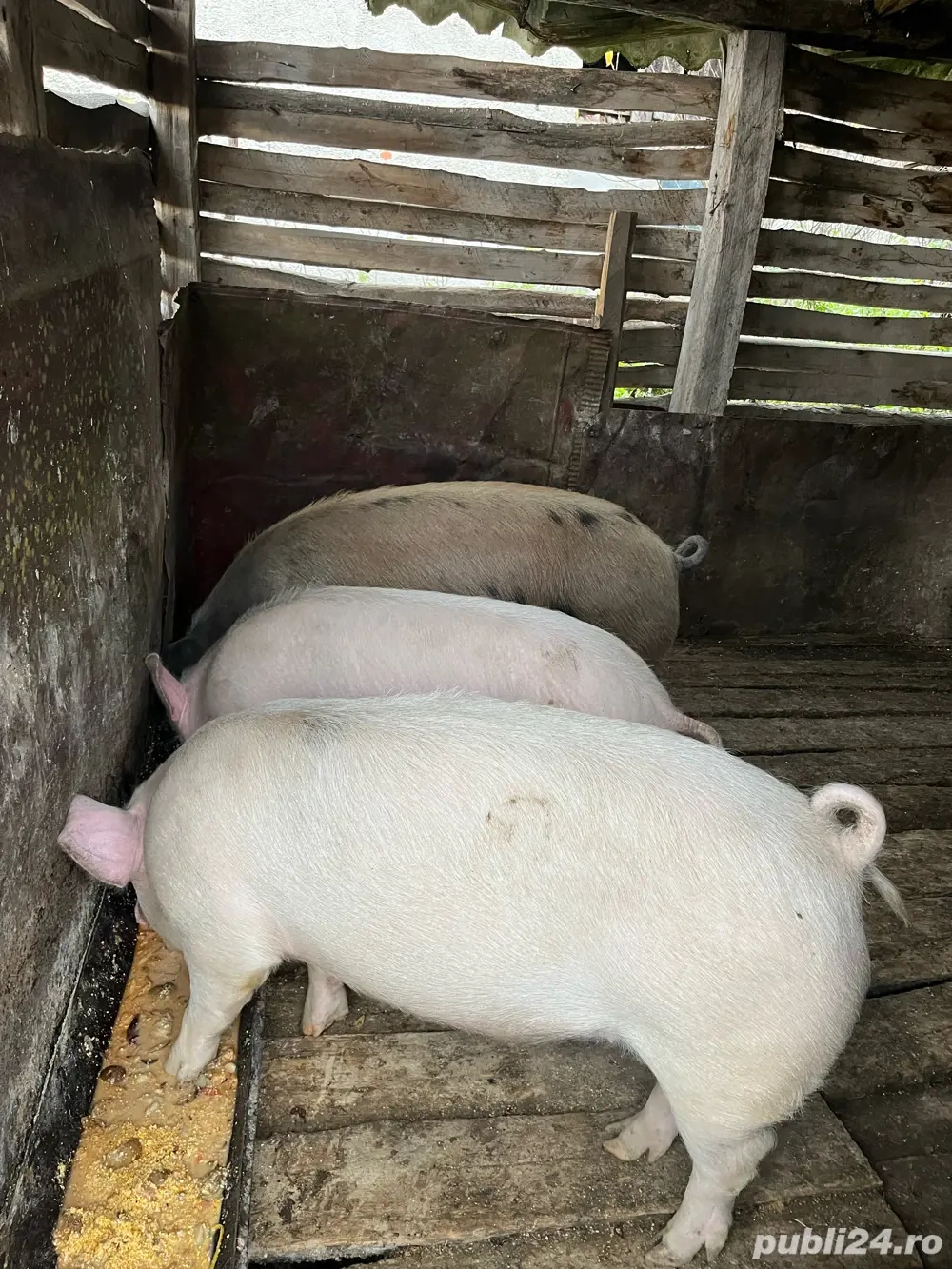 Vand porc la alegere 15 lei kg 