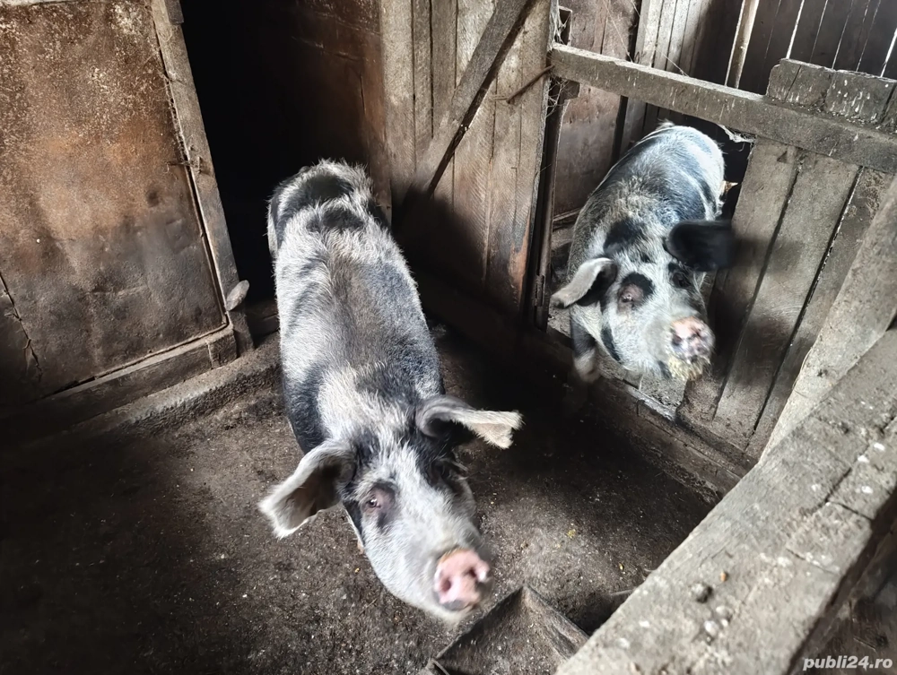 porci de vânzare 