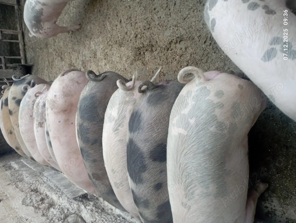 Vînd șoldani  satu nou de jos