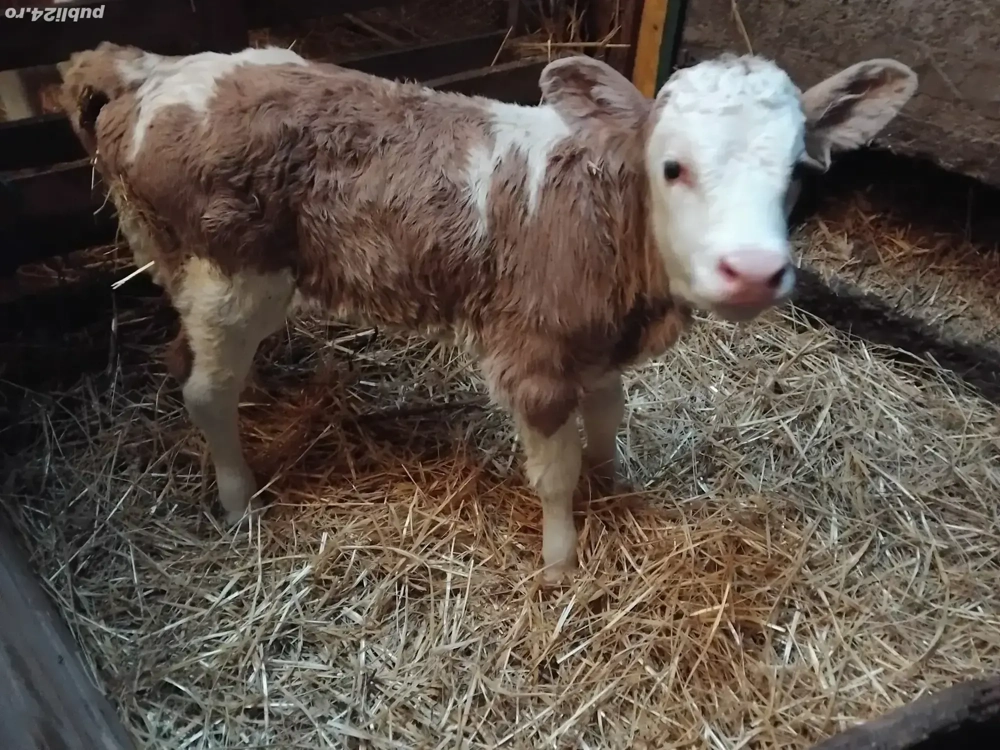 vand vitea foarte frumoasă 