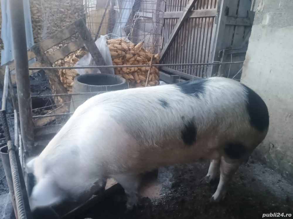 De vanzare porci pentru sacrificat 